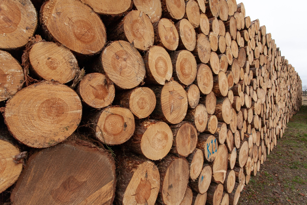 В Красноярском крае выявлена контрабанда леса на 600 млн рублей