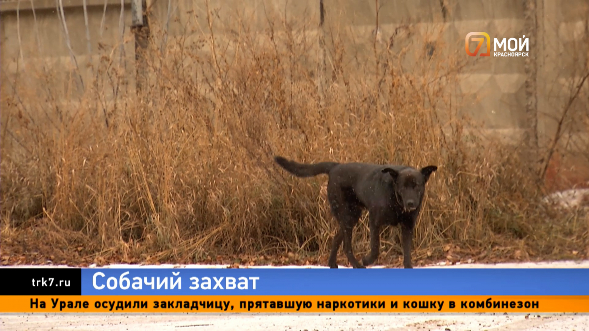 Парк СИБСТАЛЬ Красноярск