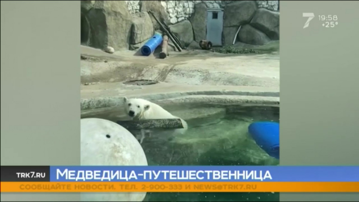 Белая медведица Хатанга из Красноярского края, сменит Москву на Екатеринбург