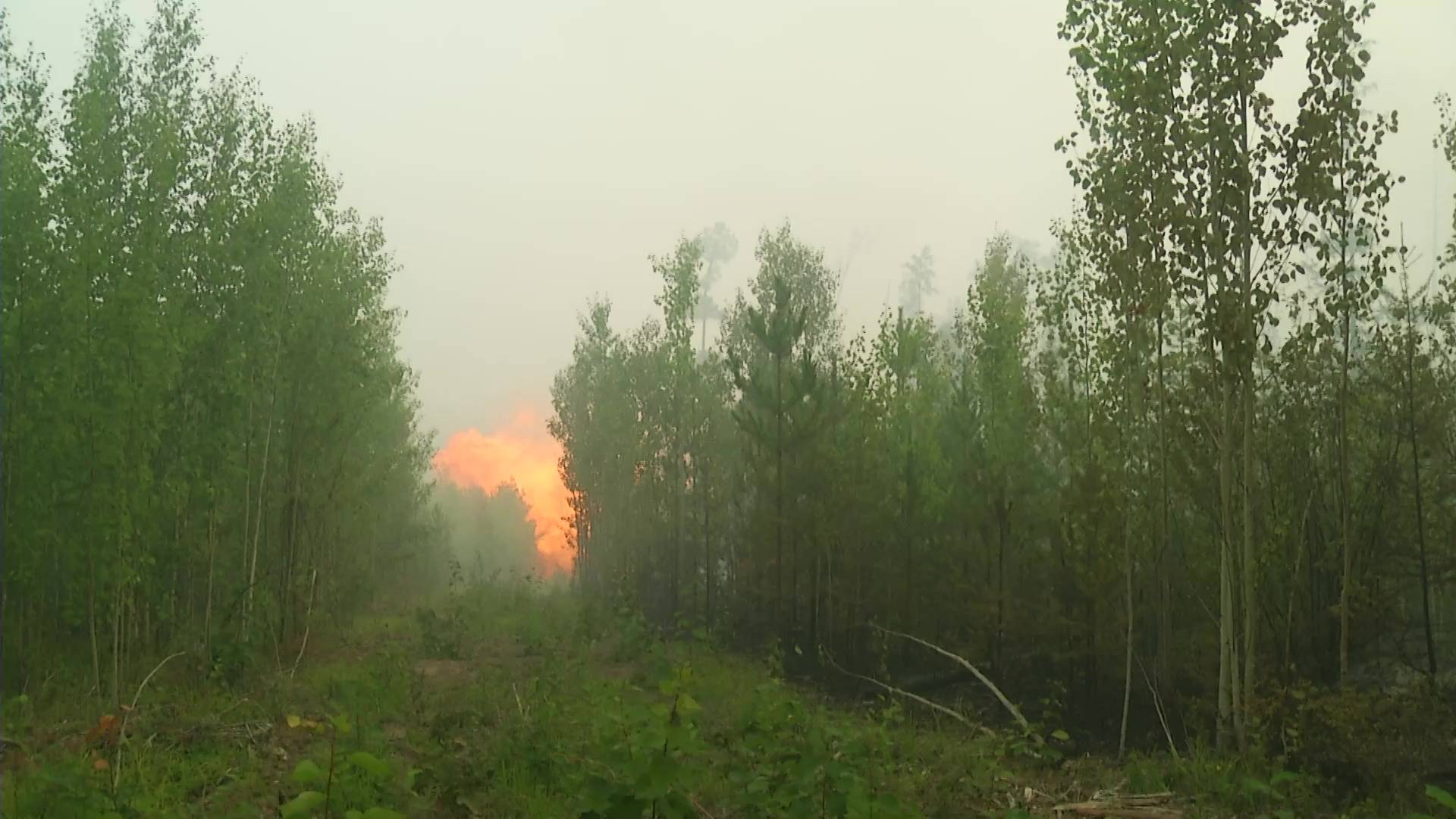 Лесные пожары граница таежный