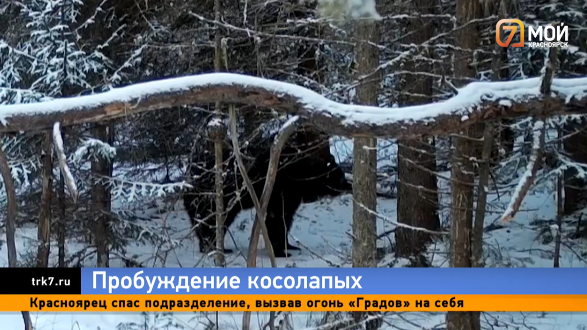 В национальном парке «Красноярские Столбы» проснулись первые медведи 