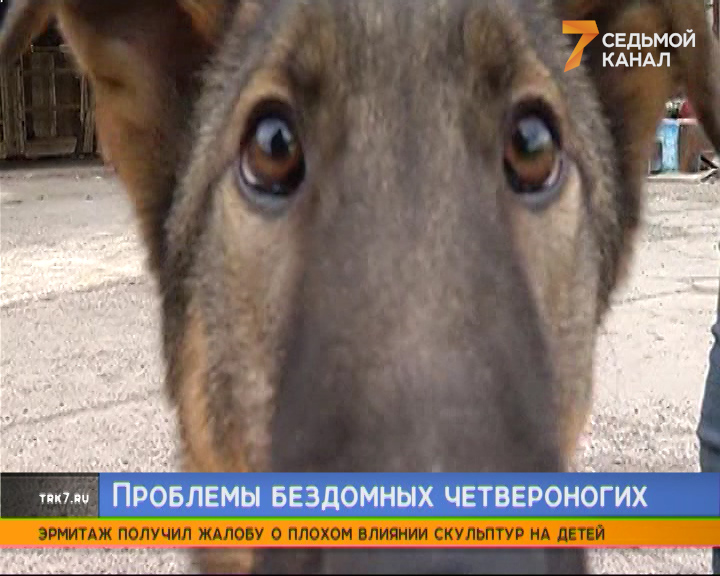 В Красноярском крае на отлов бездомных собак могут выделить больше денег