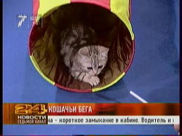 Кошачьи бега — Новости Красноярска на 7 канале