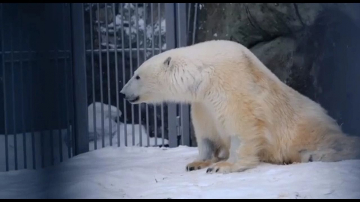 На 60 сантиметров углубили бассейн медведя Диксона спасенного в Красноярском крае