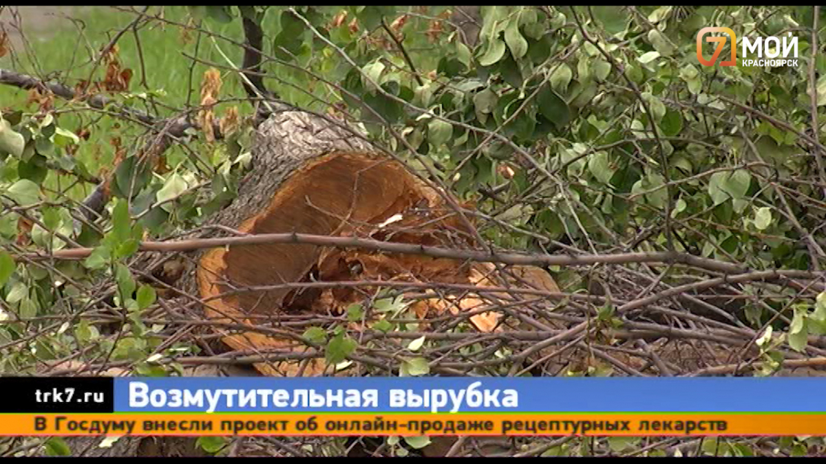 На улице Тельмана в Красноярске спилили здоровые деревья и кустарники