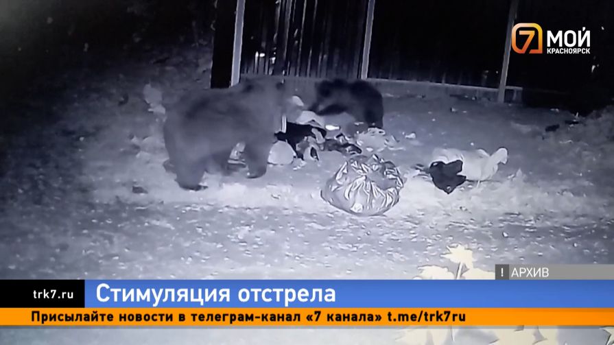 Охотникам на заметку — в Красноярском крае хотят упростить выплаты за отстрел медведей