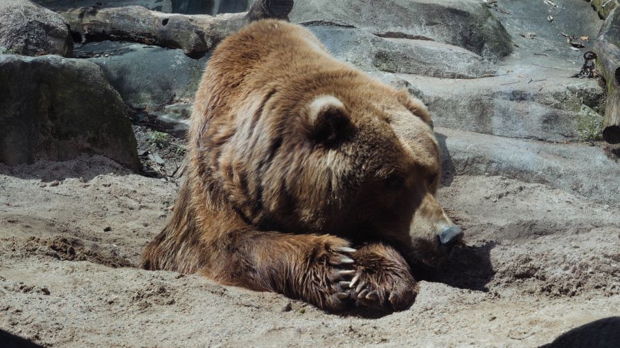 В Красноярском крае медведь набросился на машину
