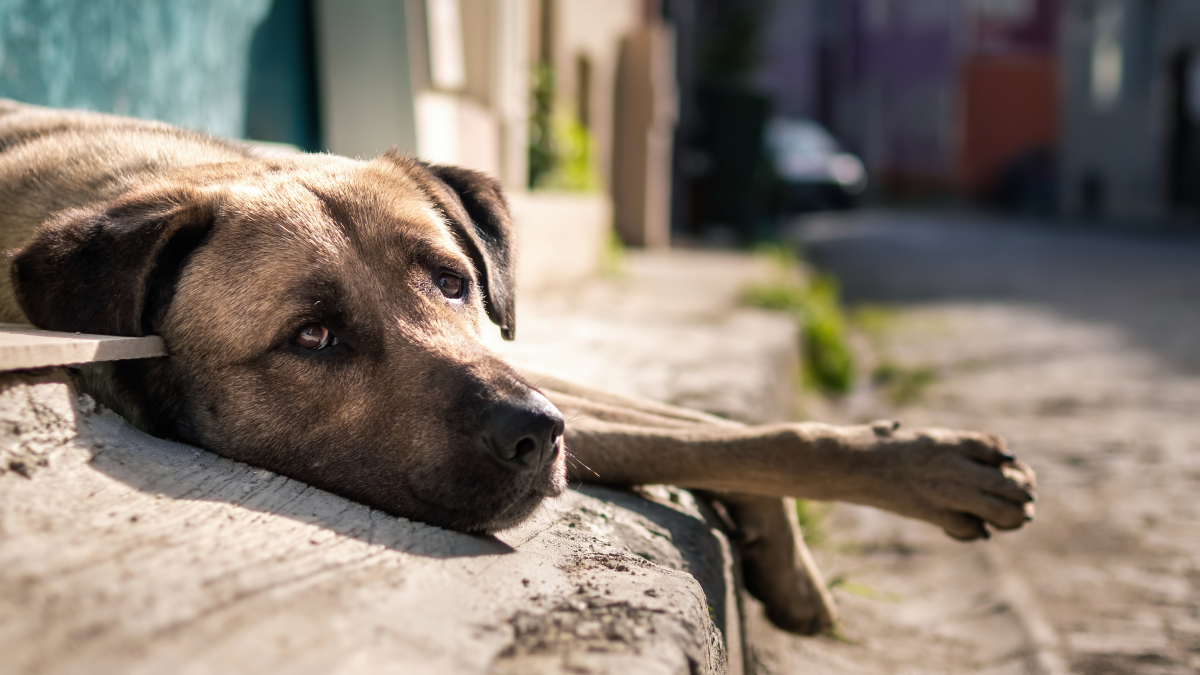 С начала года собаки покусали почти две тысячи жителей Красноярского края