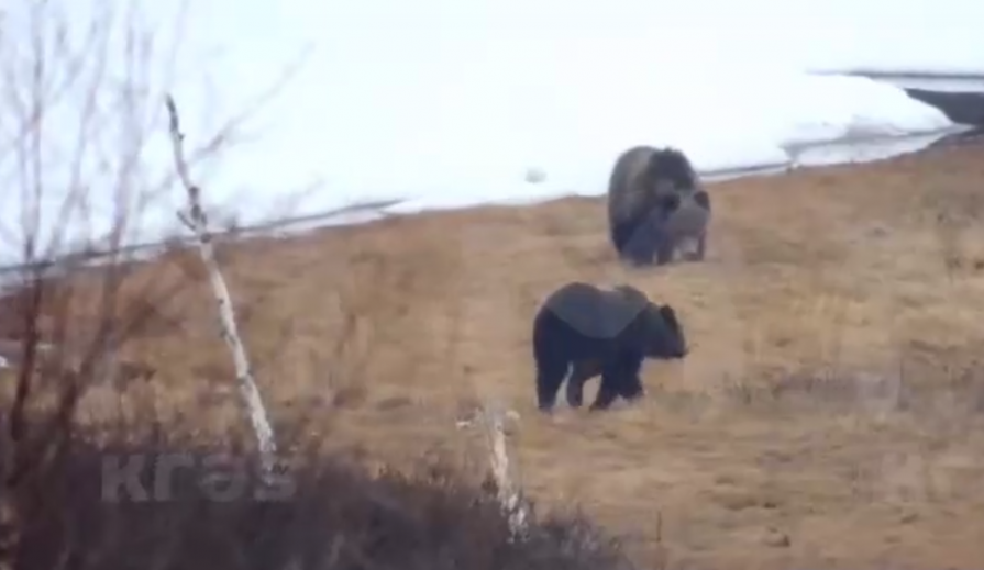 Упитанные медведи держат в страхе жителей севера Красноярского края
