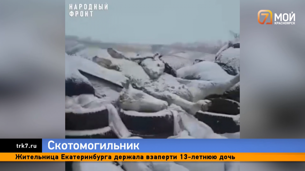 Туши мертвых коров в Красноярском крае, которые должны сжечь, сваливают прямо в открытом поле