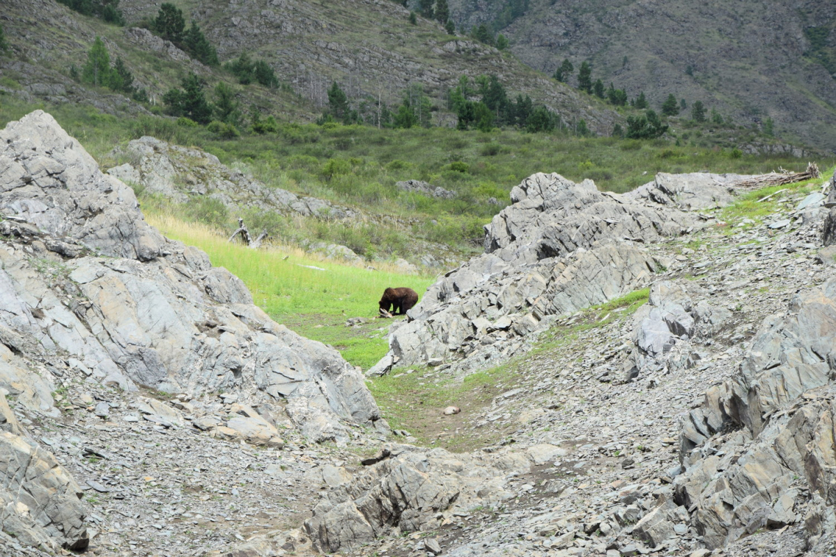 В Красноярском крае участники экспедиции сделали снимки медвежьей охоты на горных козлов 