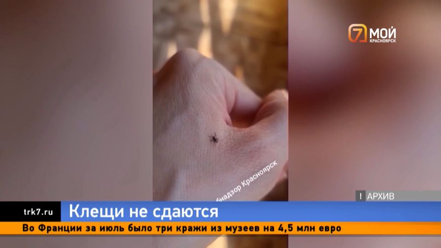 Клещам всё мало: почти 400 жителей Красноярского края пострадали от укусов лесных кровососов