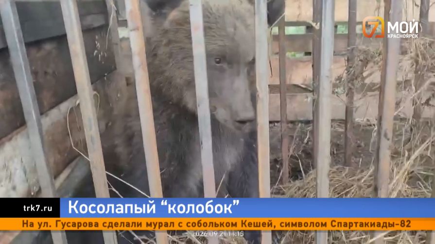 Прогрыз путь на свободу — под Красноярском отловщик собак упустил пойманного медвежонка