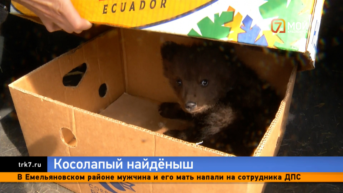В Красноярском крае таксист нашел на трассе медвежонка 
