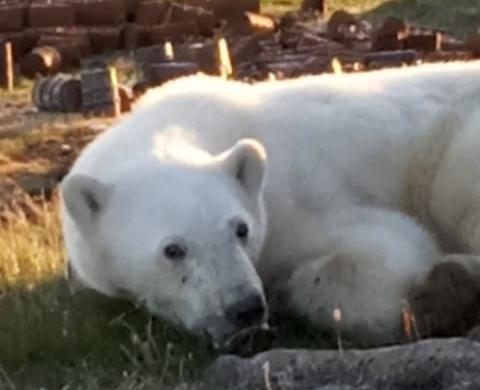 В Норильск из Диксона доставили раненого белого медведя