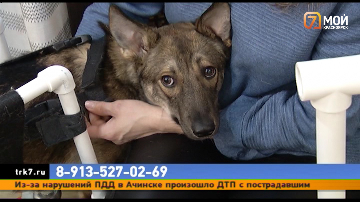 Жительница Красноярска ищет хозяев для собаки, которую в промзоне сбила машина