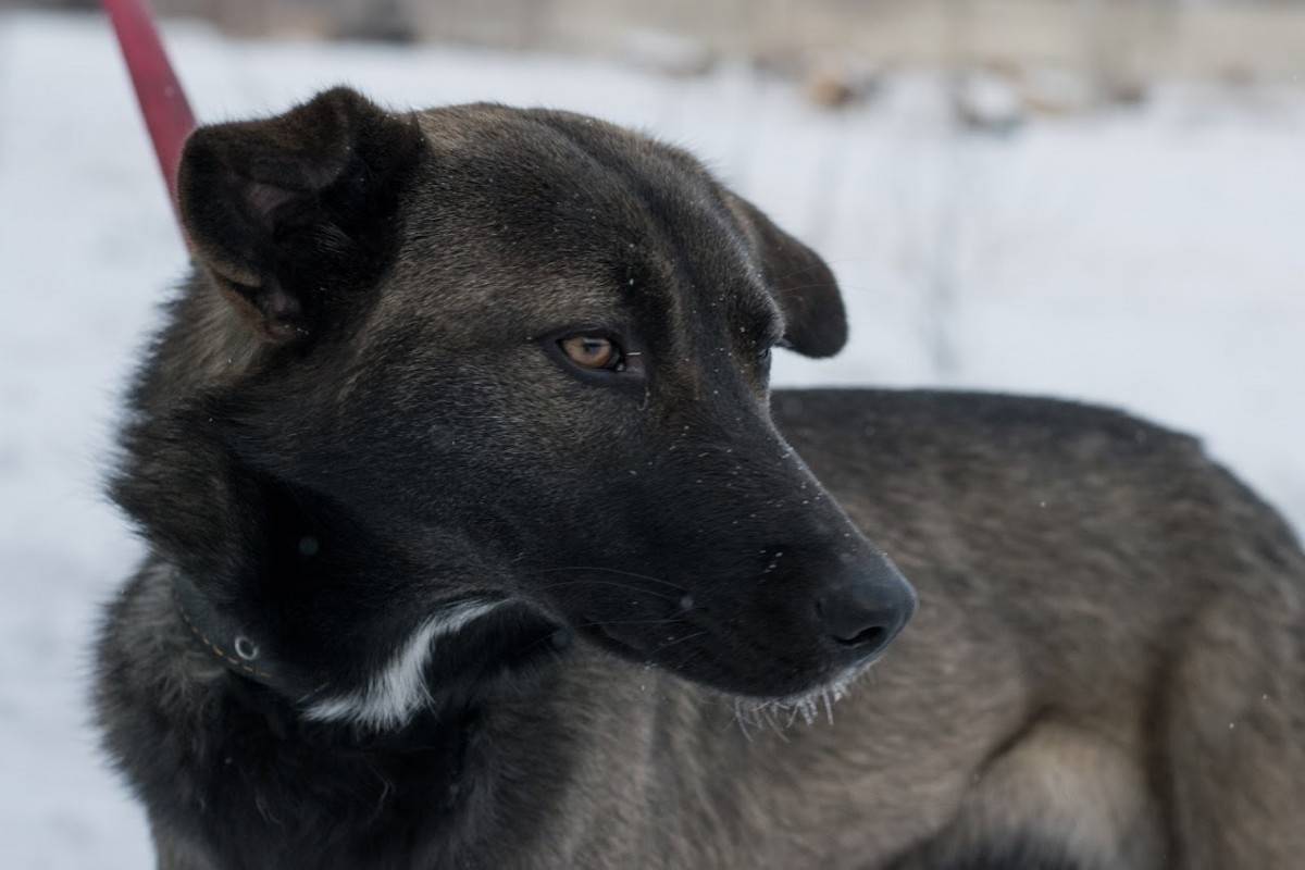 Взять собаку из приюта в Красноярске. Взять с приюта собаку Оренбург. Как собаки сюжет