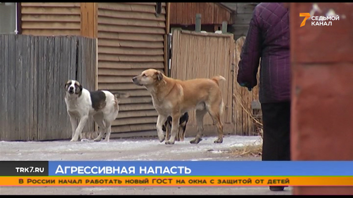 В красноярской Покровке бездомные псы покусали ребёнка — Новости Красноярска  на 7 канале