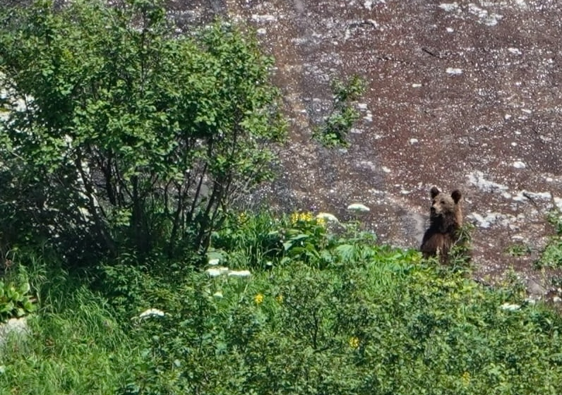 Туристы из Красноярска встретили медведя на перевале Тайгиш в Ергаках