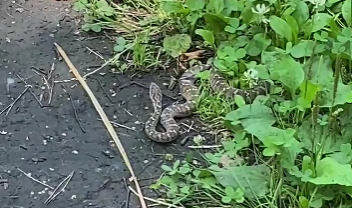 В Красноярске ядовитые змеи выползли в места отдыха и жилые дворы 