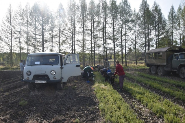 В Красноярском крае начался сезон восстановления леса 