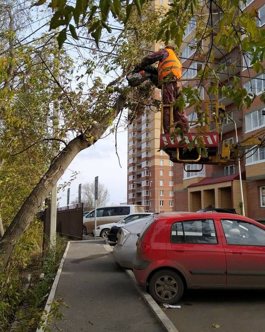 Деревья В Красноярске Фото