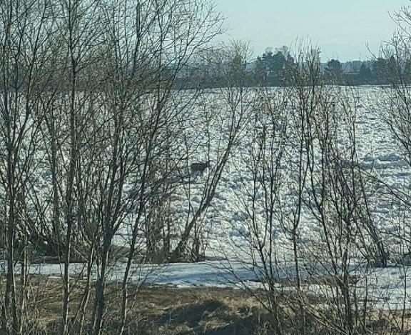 В Красноярском крае лосенок не смог выбраться с плывущей по реке льдины 