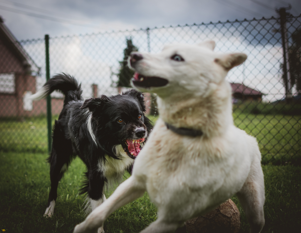 В Минусинске еще у двух домашних собак обнаружили бешенство
