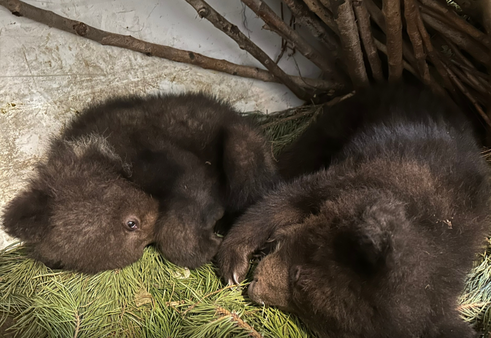 Как проходит реабилитация осиротевших медвежат в Красноярске?