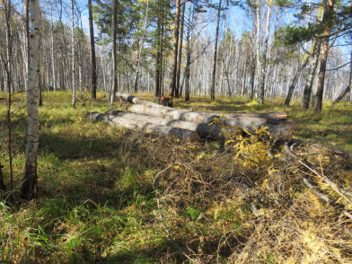 Красноярцы незаконно вырубили лес на 77 миллионов рублей. Фото: 24мвд.ру