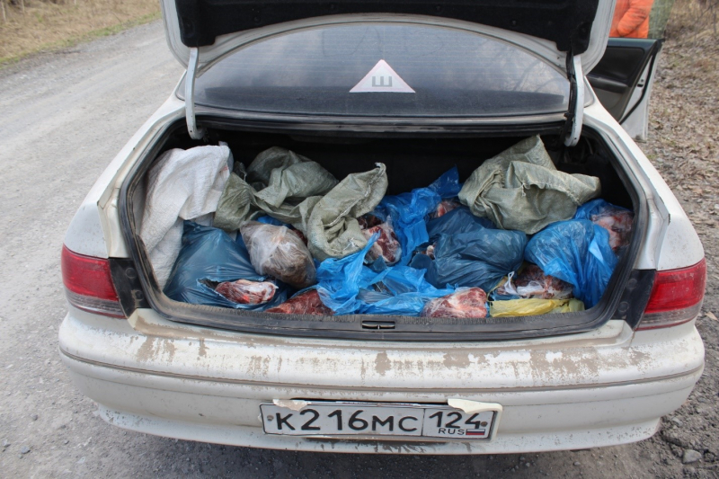 Разделанную тушу лося обнаружили полицейские в багажнике автомобиля в Красноярском крае