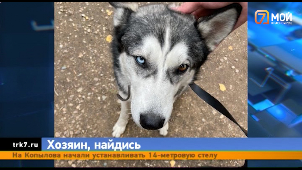 В Красноярске собака породы хаски не может найти своего хозяина