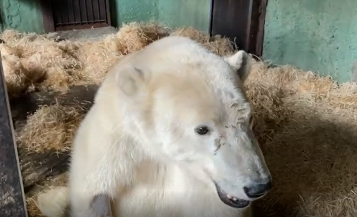 Спасённый в Красноярском крае белый медведь никогда не сможет ходить