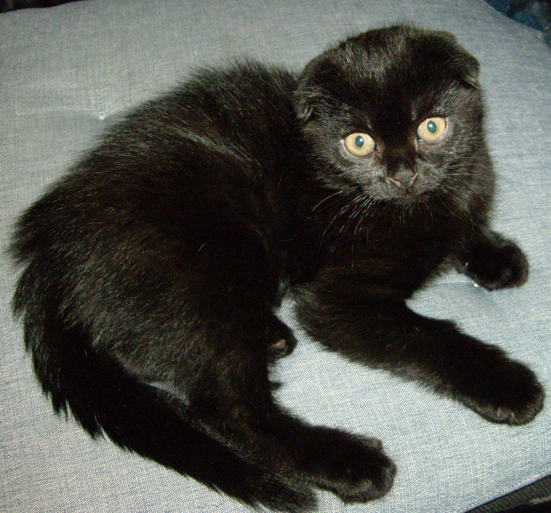 Шотландская кошка короткошерстная черная вислоухая
