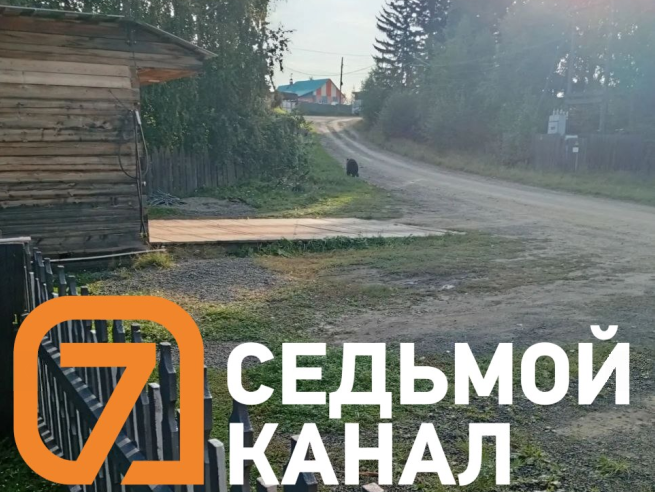 Медведи атакуют Красноярский край: хищники утаскивают собак и подходят к школам