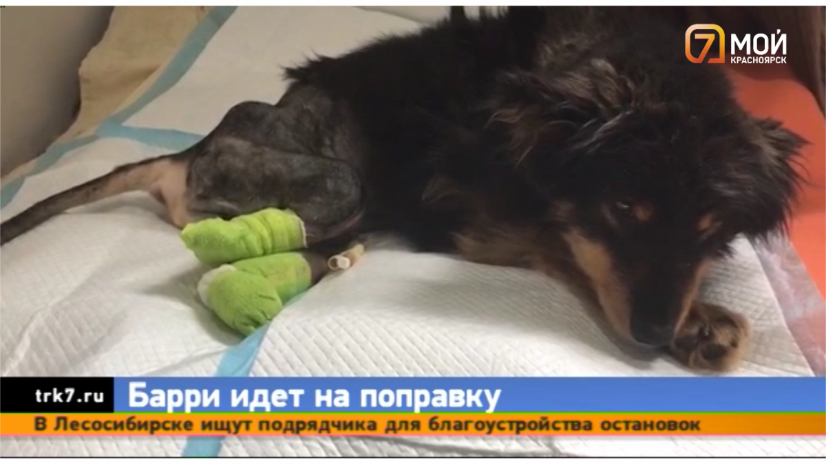 Пёс, спасённый в Бурятии красноярским волонтёром, идёт на поправку