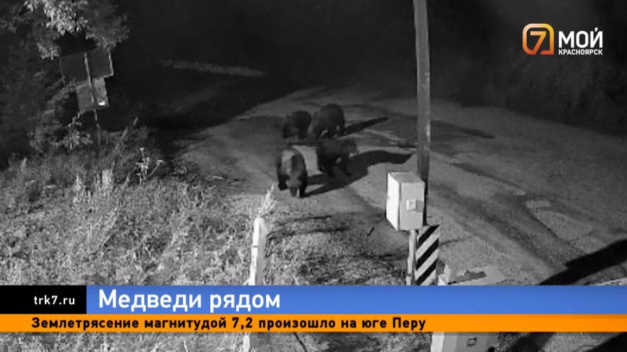 От Столбов до Богучан и Ергаков — медведи всё смелее выходят к людям по всему краю