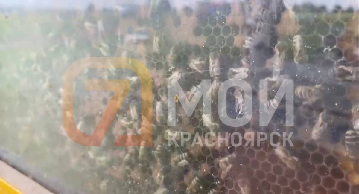 6 миллионов пчел погибли в Емельяновском районе Красноярска