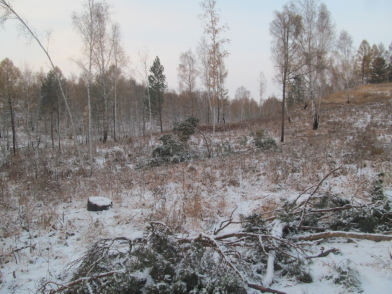 В Красноярском крае предприниматель незаконно вырубил лес почти на 22 миллиона рублей. Фото: 24мвд.ру.
