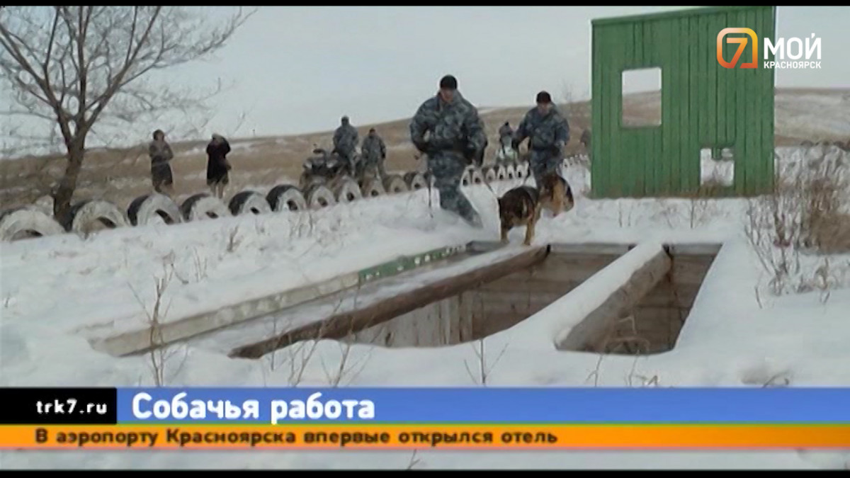 Собачий спецназ показал боевые навыки на усиленной тренировке в Красноярске