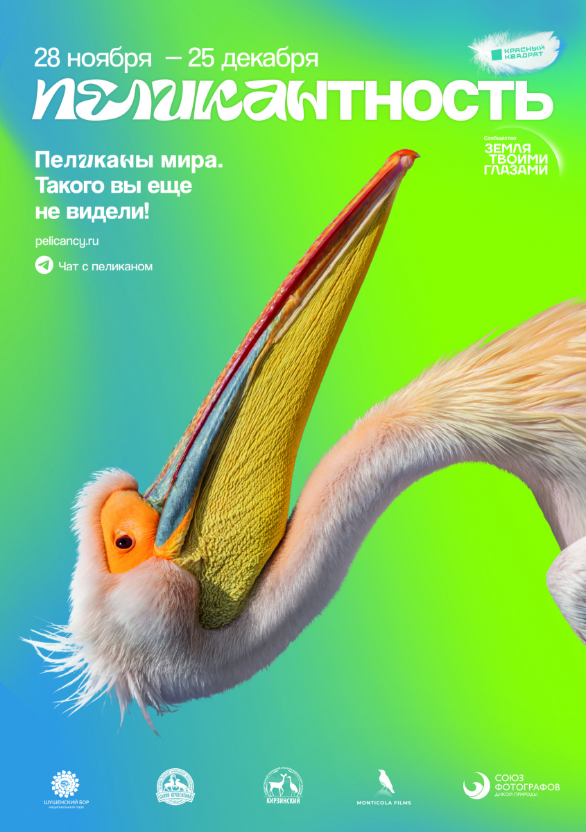 Международная интерактивная выставка про пеликанов открывается в Красноярском крае