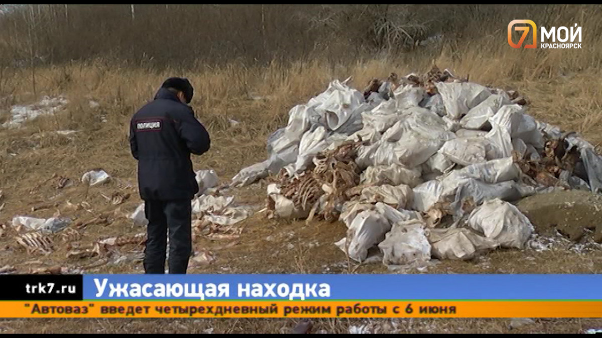 Под Красноярском нашли скотомогильник – останки животных вывалили рядом с дорогой