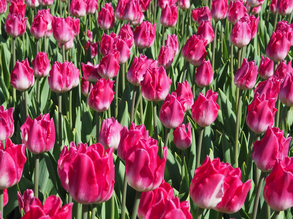 Красноярцам рассказали о 53 точках, где можно купить цветы к 8 марта
