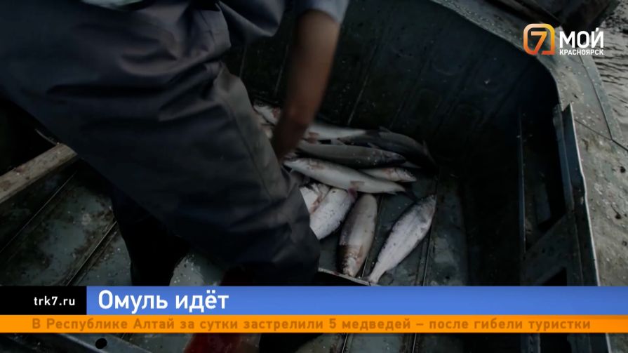 Ловись, омуль, большой и маленький — в Якутии стартовала путина, улов от которой ждут в Красноярске
