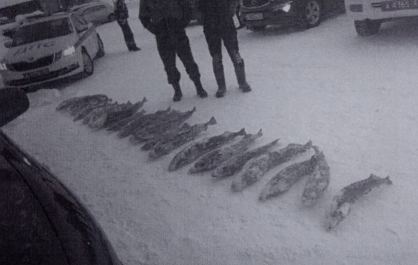 В Красноярском крае два браконьера сетями выловили краснокнижных осетров