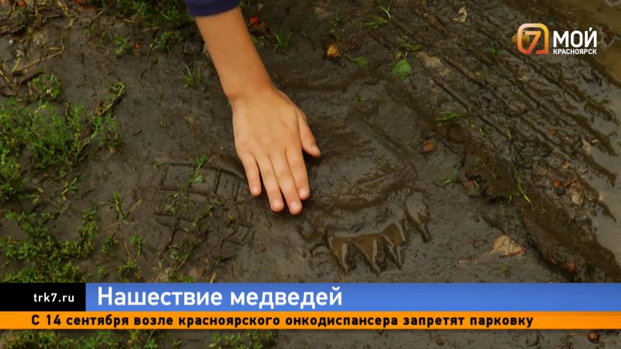 «Медведи-паркурщики» терроризируют красноярцев — люди боятся отпускать детей в школу