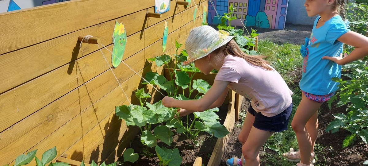 Дети детских садов Красноярска стали юными экологами. Они сами выращивают зелень и овощи
