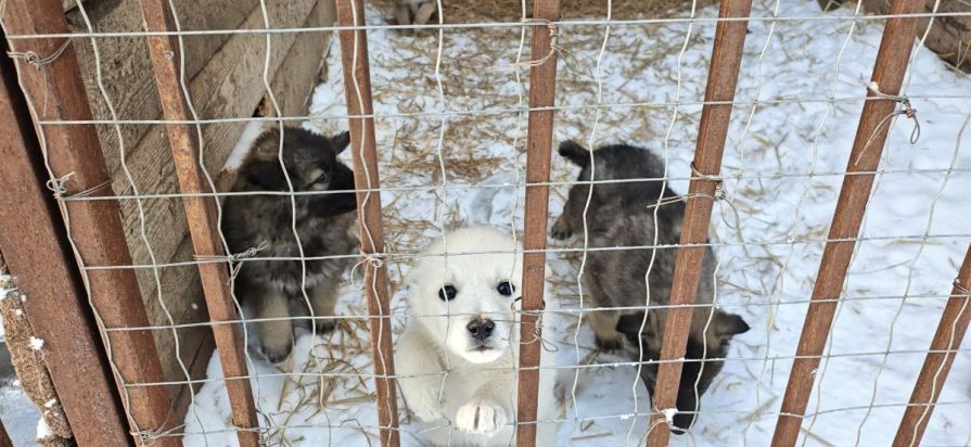 В Красноярске улучшили условия в приютах для животных