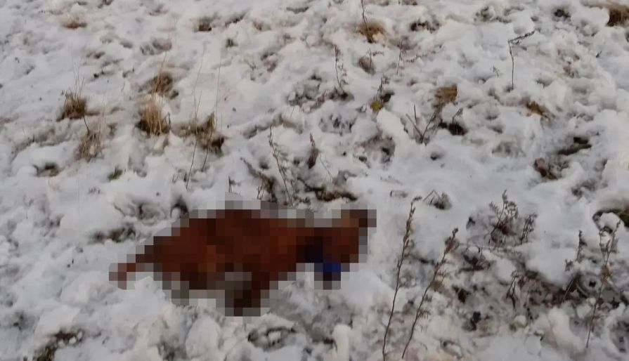 Под окнами дома в Красноярском крае нашли жестоко убитую таксу