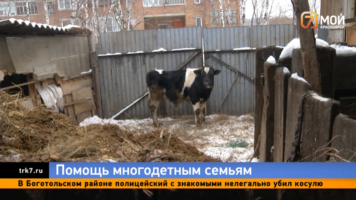 В Красноярске многодетная семья бесплатно купила коров и бычков благодаря господдержке